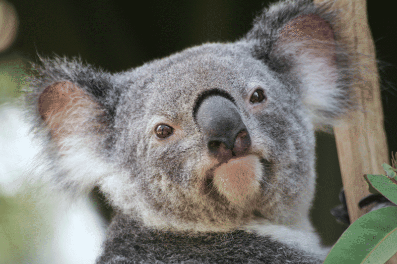 Itinerario in Australia 