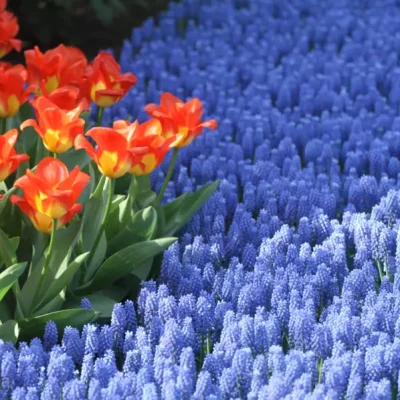Keukenhof 2026: apertura, biglietti e periodo migliore